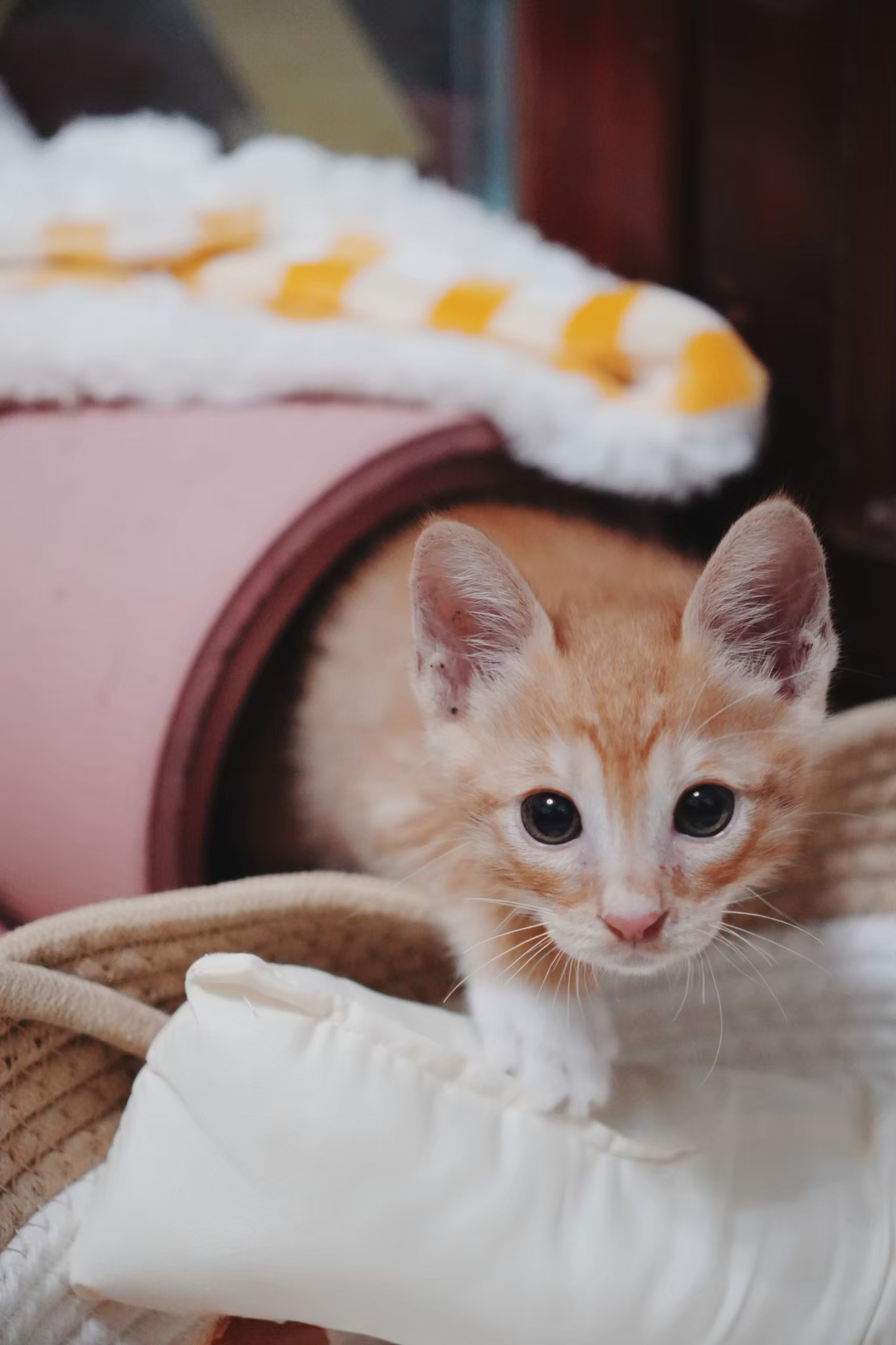 Meow